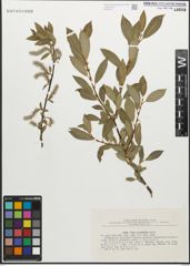 Foto von Salix myrsinifolia Salisb.